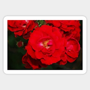 Red Roses Bloom for Romance and Love Sticker